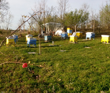Bee farm Bees'Gift Mariya Zhelyazkova