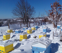 Bee farm Bees'Gift Mariya Zhelyazkova