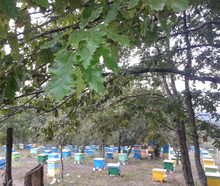 Bee Farm Andrey Stoychev