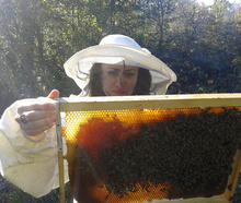 Bee Farm Andrey Stoychev